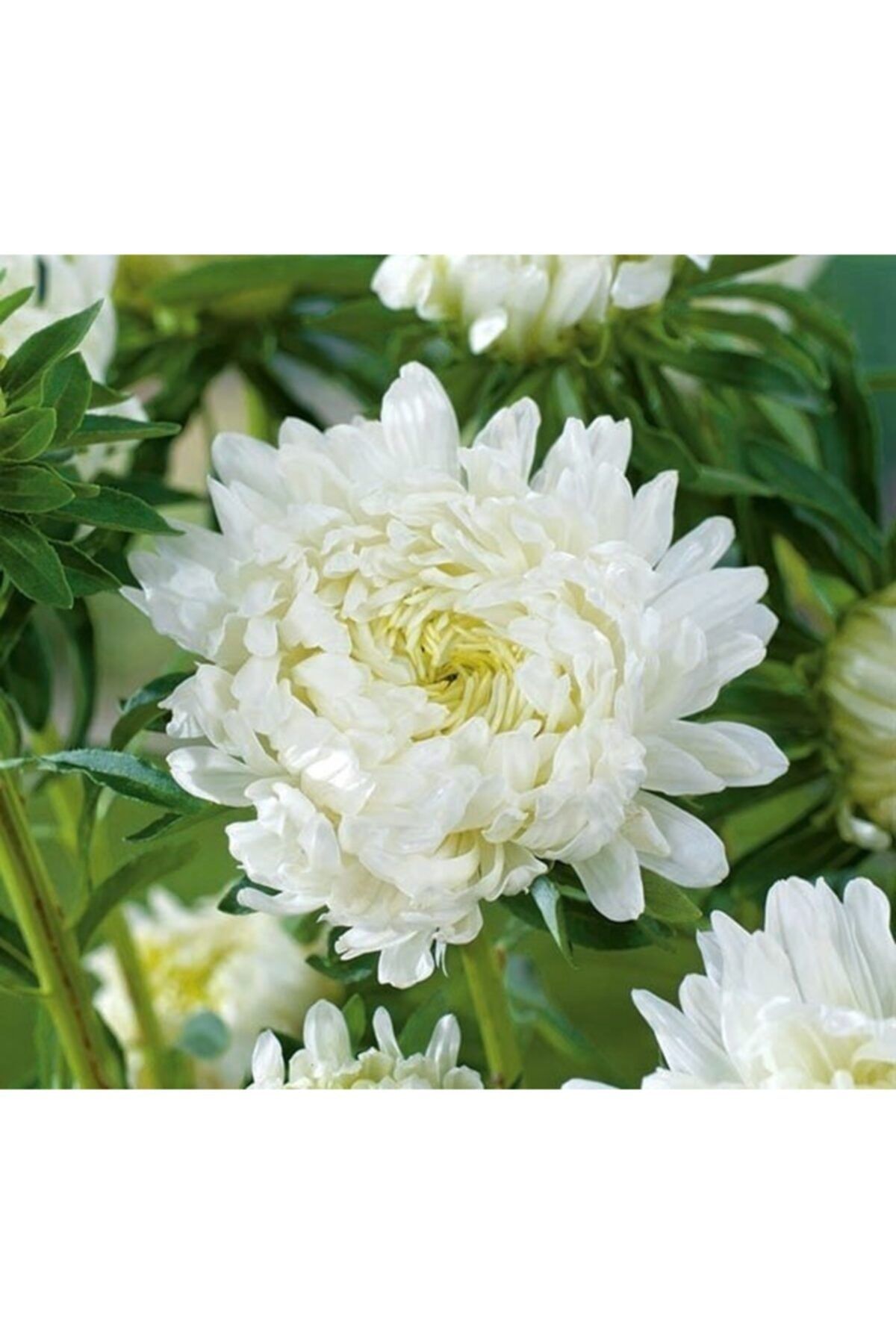 GARDENYA TOHUMCULUK 15 Adet Beyaz Uzun Boylu Şakayık Aster Çiçek Tohum