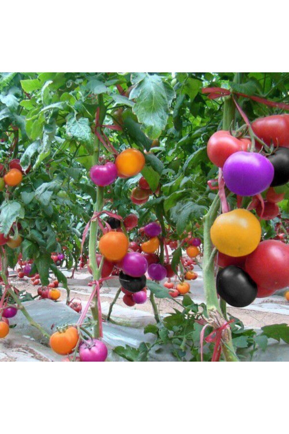 Eslem Tohumculuk Gökkuşağı Cherry Domates Tohumu Regarenk Domates Tohumu 10 Tohum + Saksı Toprak