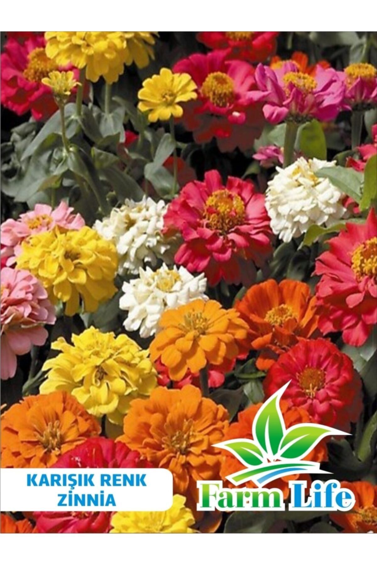 FarmLife Tohum 30 Adet Karışık Renkli Zinnia Çiçeği Tohumu