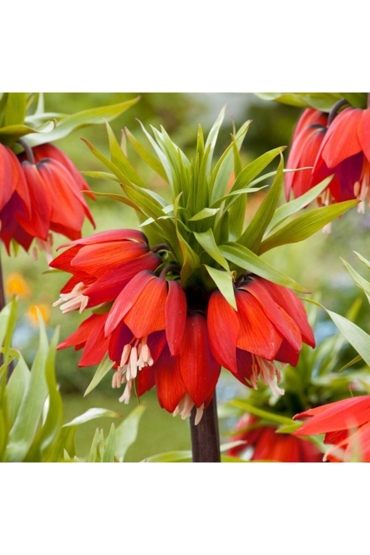 Genel Markalar 10 Adet Kırmzı Ters Lale Tohumu Ağlayan Gelin Himaliya Çiçeği +10 Adet Karşık Renk Gül