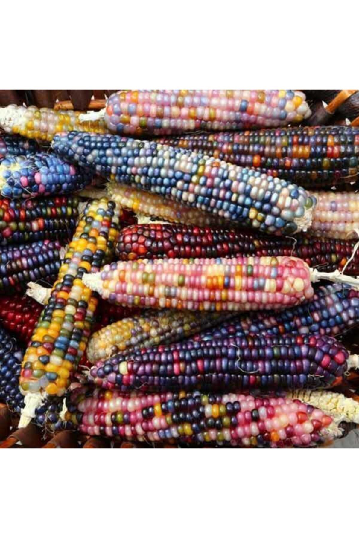 Farmer Life Karışık Renkli Mısır Tohumu 10 Adet