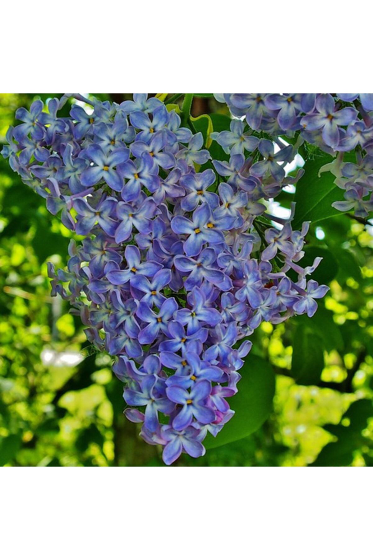 OXE GARDEN Leylak Çiçek Tohumu 5 Adet Doğal Mis Kokulu +saksı+torf Hediye Ev Bahçe Için Ideal