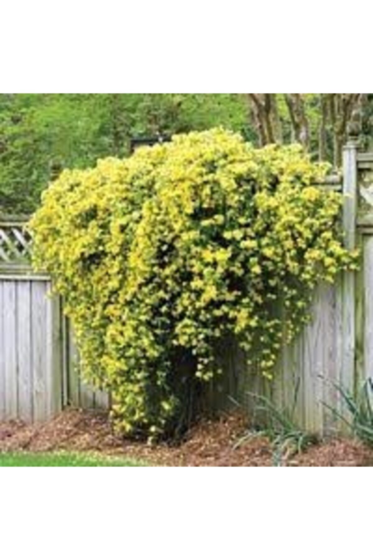 Genel Markalar Tüplü Sarı Yasemin Bitkisi Fidanı(boy 50 Ila 60 Cm)