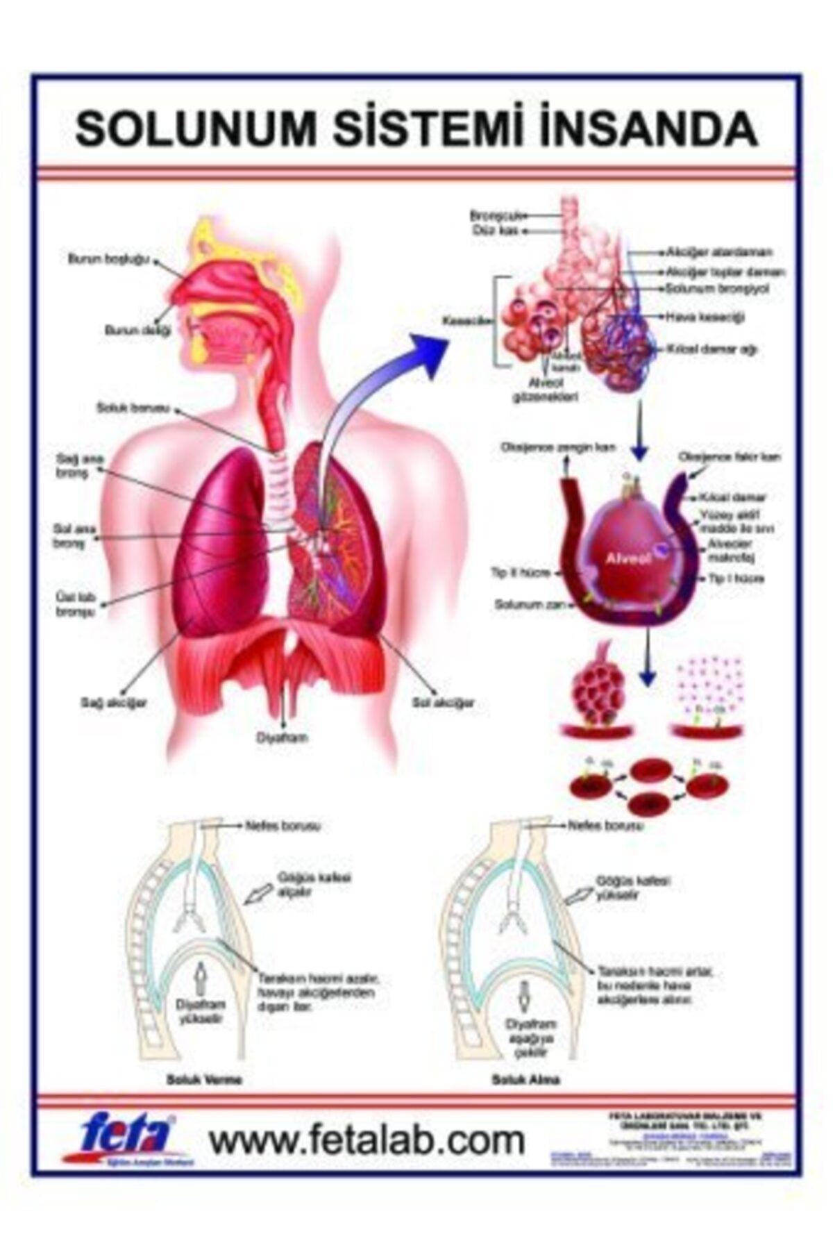 Edulab Solunum Sistemi Levhası (insanda)