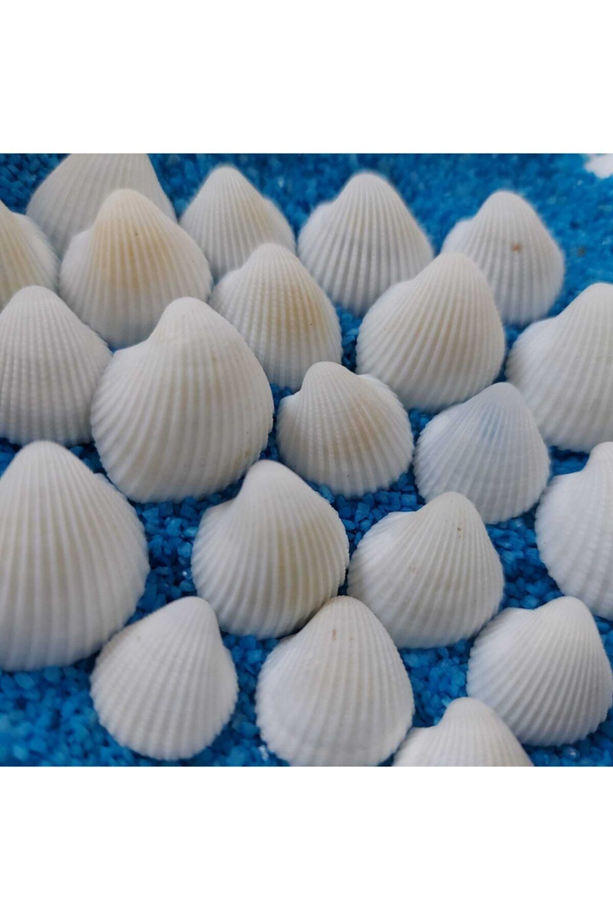 Aker Hediyelik 1,5-2,5cm Küçük Deniz Kabuğu 50gr Teraryum Deniz Kabukları Silis Akvaryum Süs Ufak Kabuk Modelleri