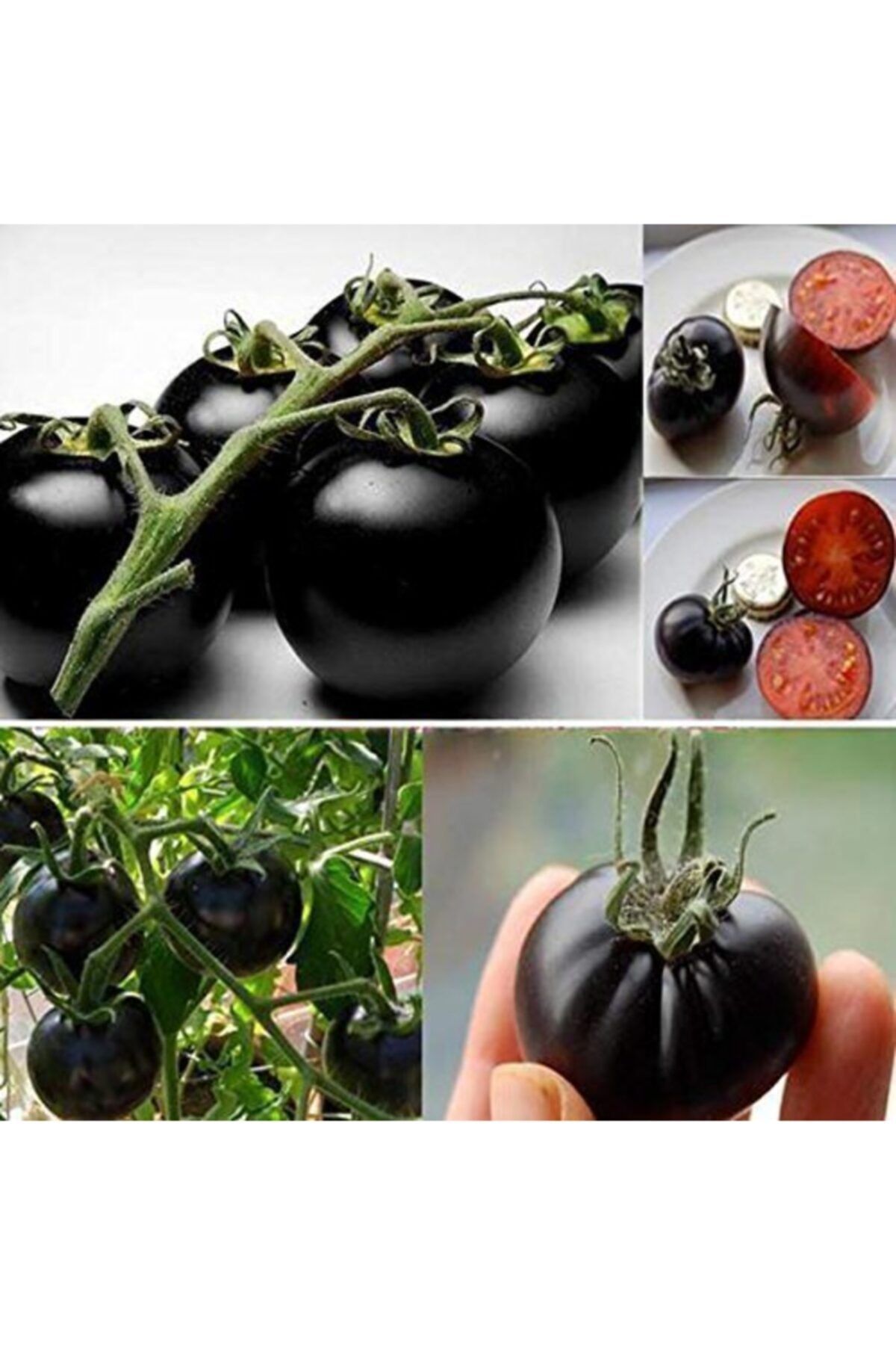 Farmer Life Yediveren Siyah Cherry (kiraz) Domates Tohumu