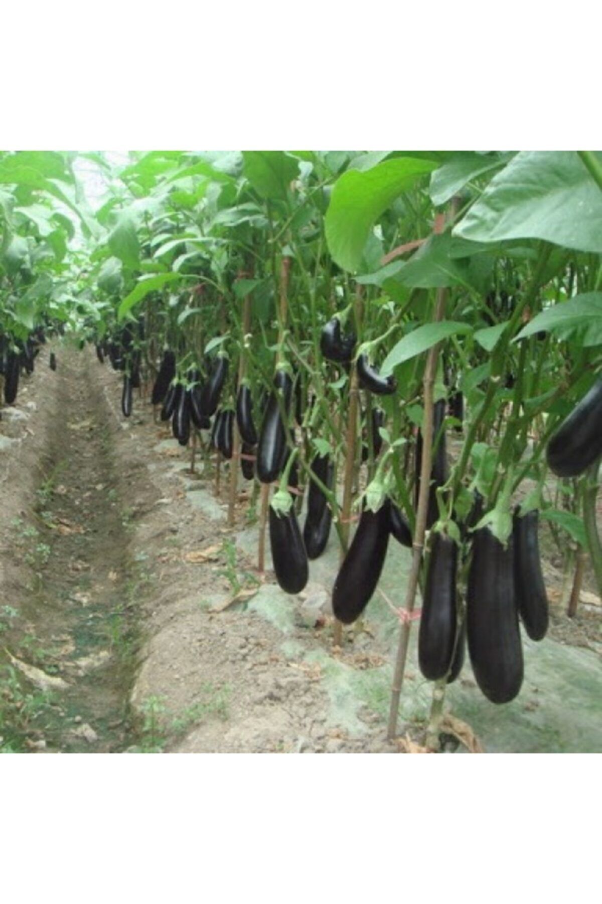 Farmer Life Aydın Siyah Patlıcan Tohumu (200 TOHUM)