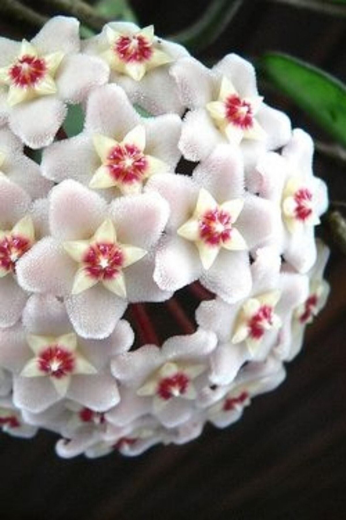 ÇİÇEKFLİX Mum Çiçeği Ruhban Beyaz 10-15cm Salon Balkon Bitkisi