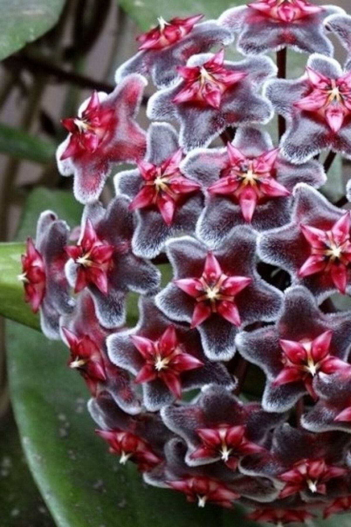 ÇİÇEKFLİX Mum Çiçeği Mor-pembe 10-15cm Ev Salon Bitkisi