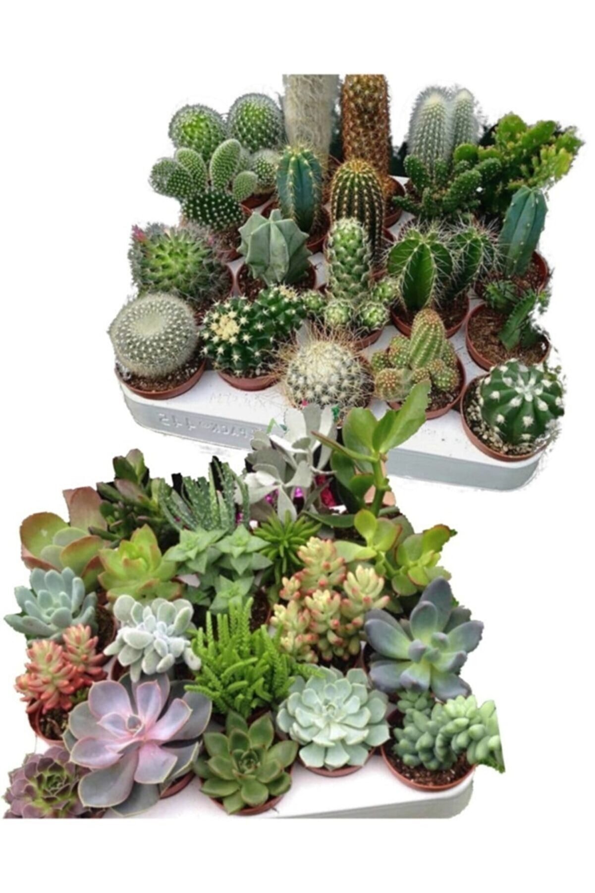 My Succulent 10 Adet 5+5 Kaktüs Sukulent Seti, 5 Cactus, 5 Succulent