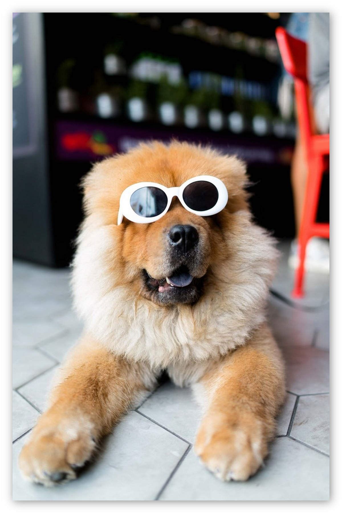 Cakatablo Ahşap Tablo Beyaz Gözlüklü Köpek (35x50 Cm Boyut)