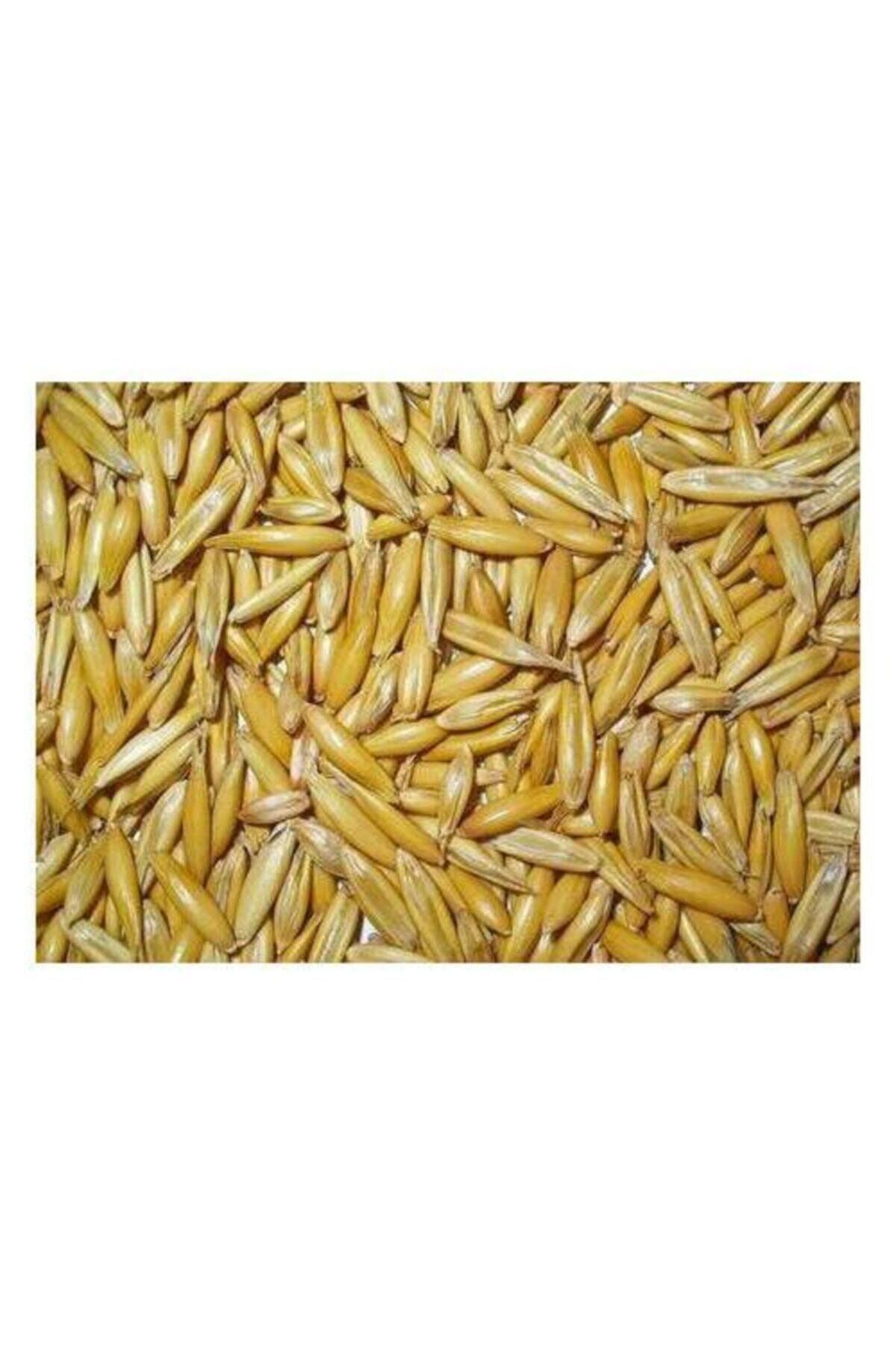 Zeren Home Yulaf 1 Kg Doğal-ilaçsız-hormonsuz Yerli Yulaf Tohumu Çimlenme Kabiliyeti Yüksek Yeni Mahsül