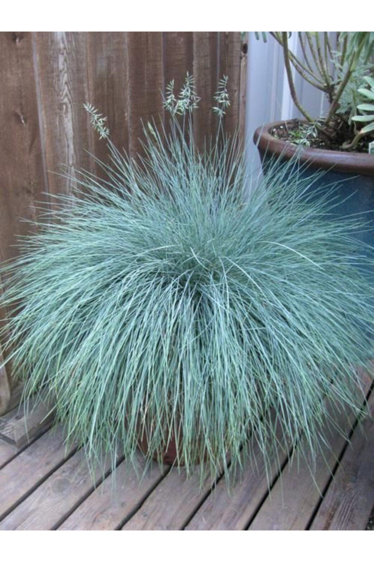 Овсяница Сизая Купить Семена