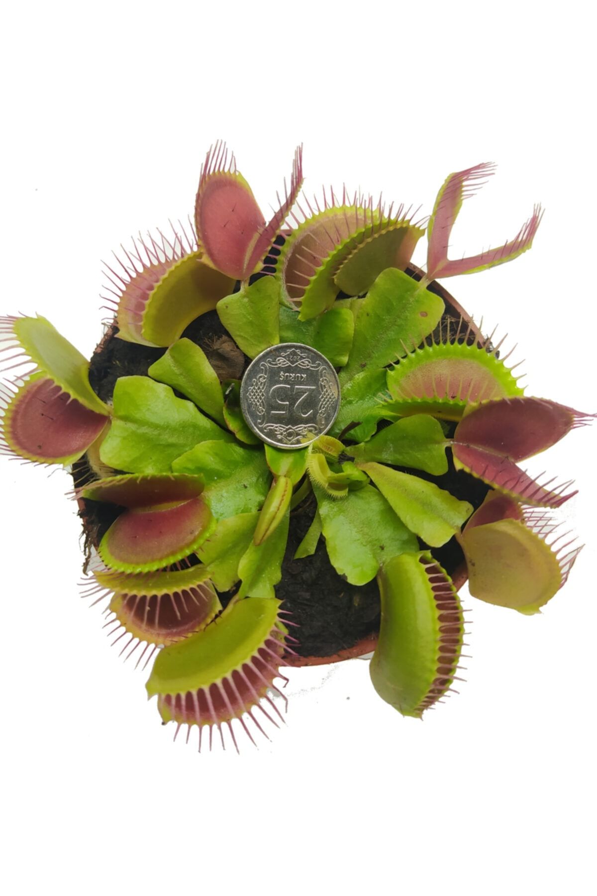 Etobur Bitkim Canlı Saksıda Dikili Büyük Kapanlı Venus Flytrap Sinek Kapan Bitkisi Dionaea Muscipula