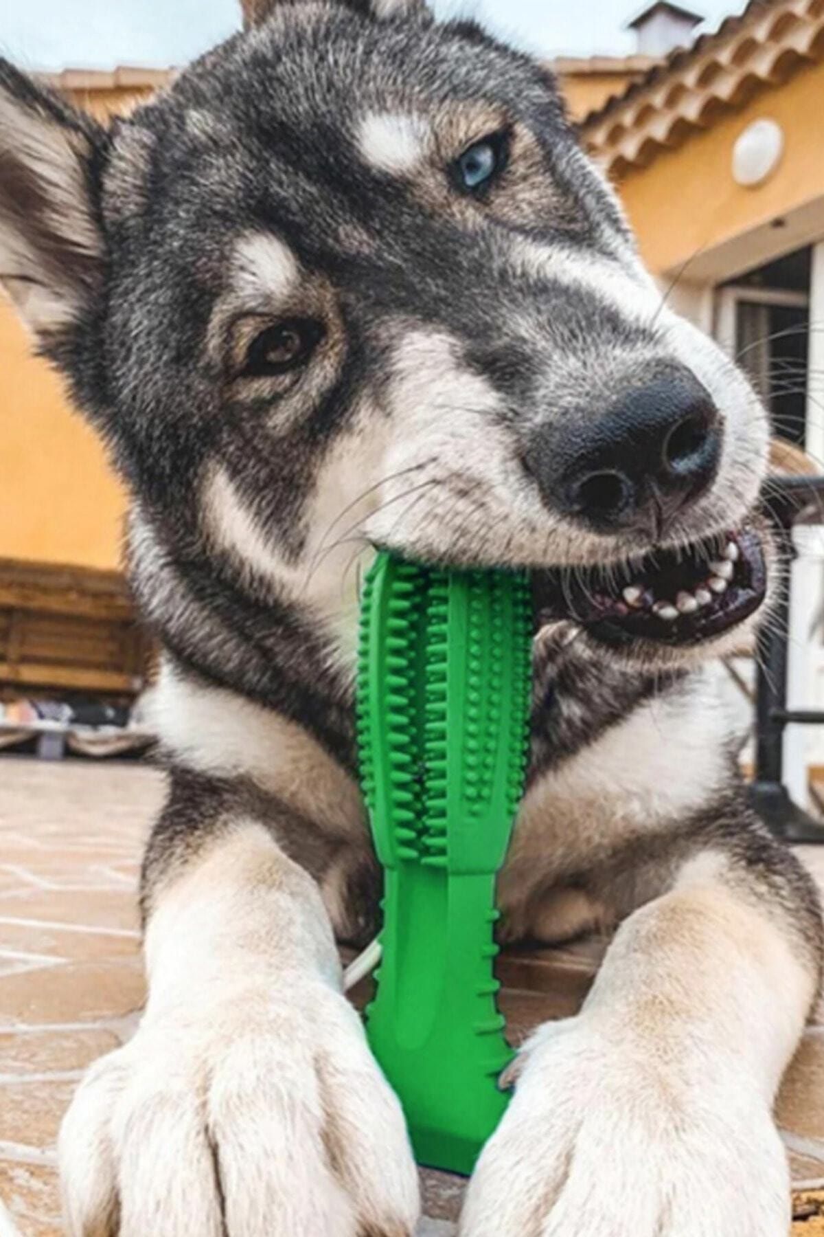 Buffer Köpek Diş Temizleyici Oyuncak Büyük