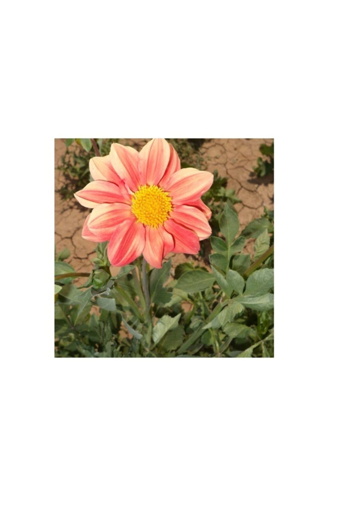 Fide Sepeti Çiçek Tohumu Yıldız Çiçeği (dahlia) 1 Paket