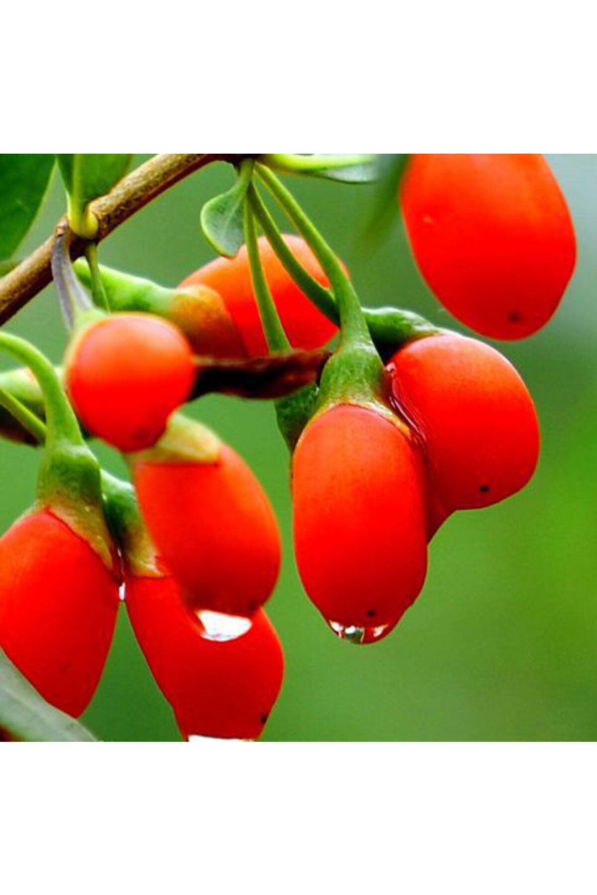 YAYLA TARIM 12 Adet Goji Berry Fidanı ( Damaye ) Tombul Meyve 9 Luk Saksıda 12 Ay Dikim Yapılabilir