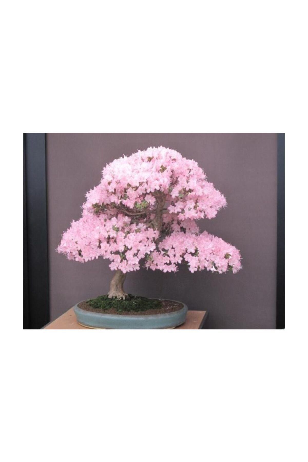 Çam Tohumculuk Bodur Cherry Blossom Bonzai Ağacı Tohumu 5 Adet Bonsai Ağacı Tohumu