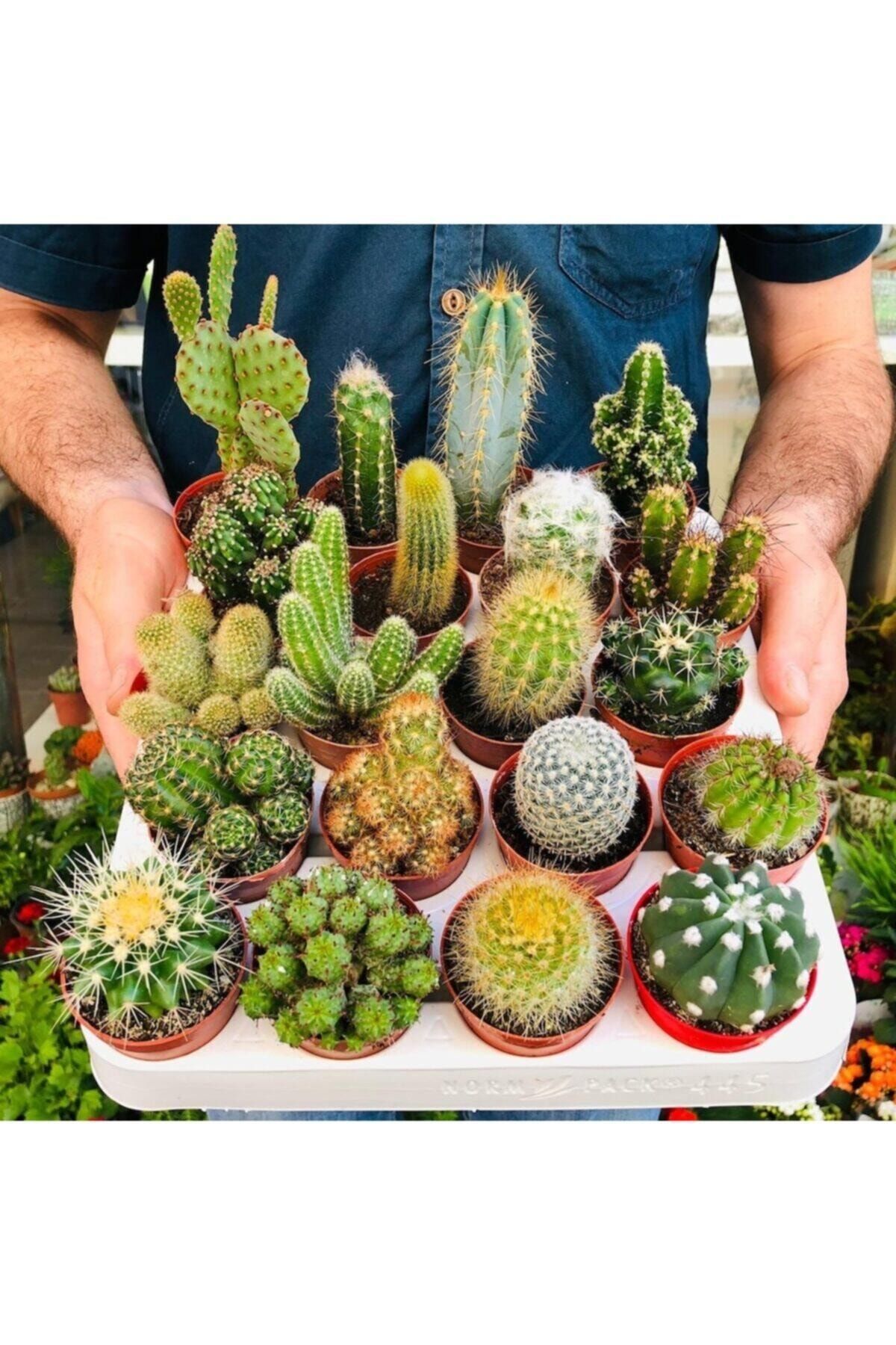 EGZOTİKBAHÇE Kaktüs Seti 10 Adet Farklı Cactus Mix Dolgun Formlu Çeşit