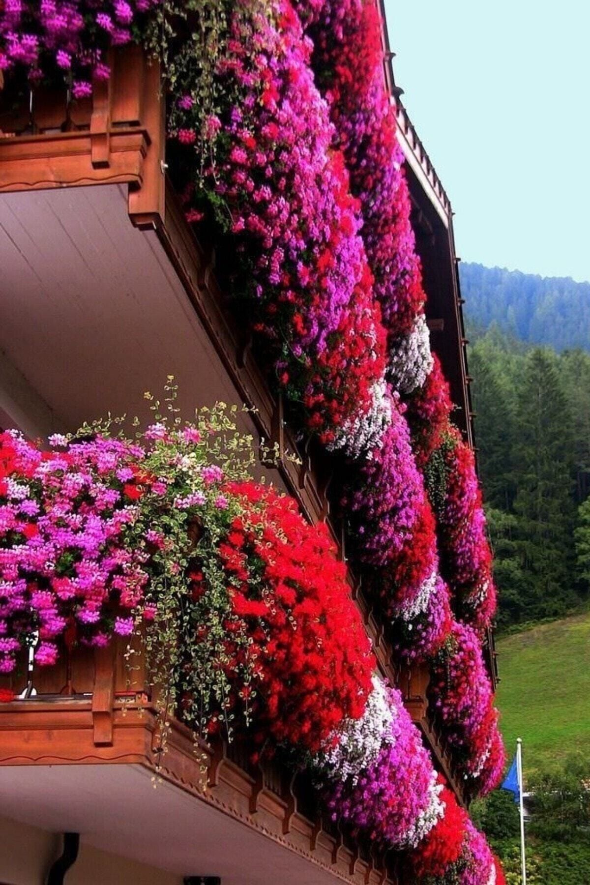 Tohum Dünyam Bahce Balkon Saran Bol Çiçekli Etfarma Çiçeği 10 Adet Tohum
