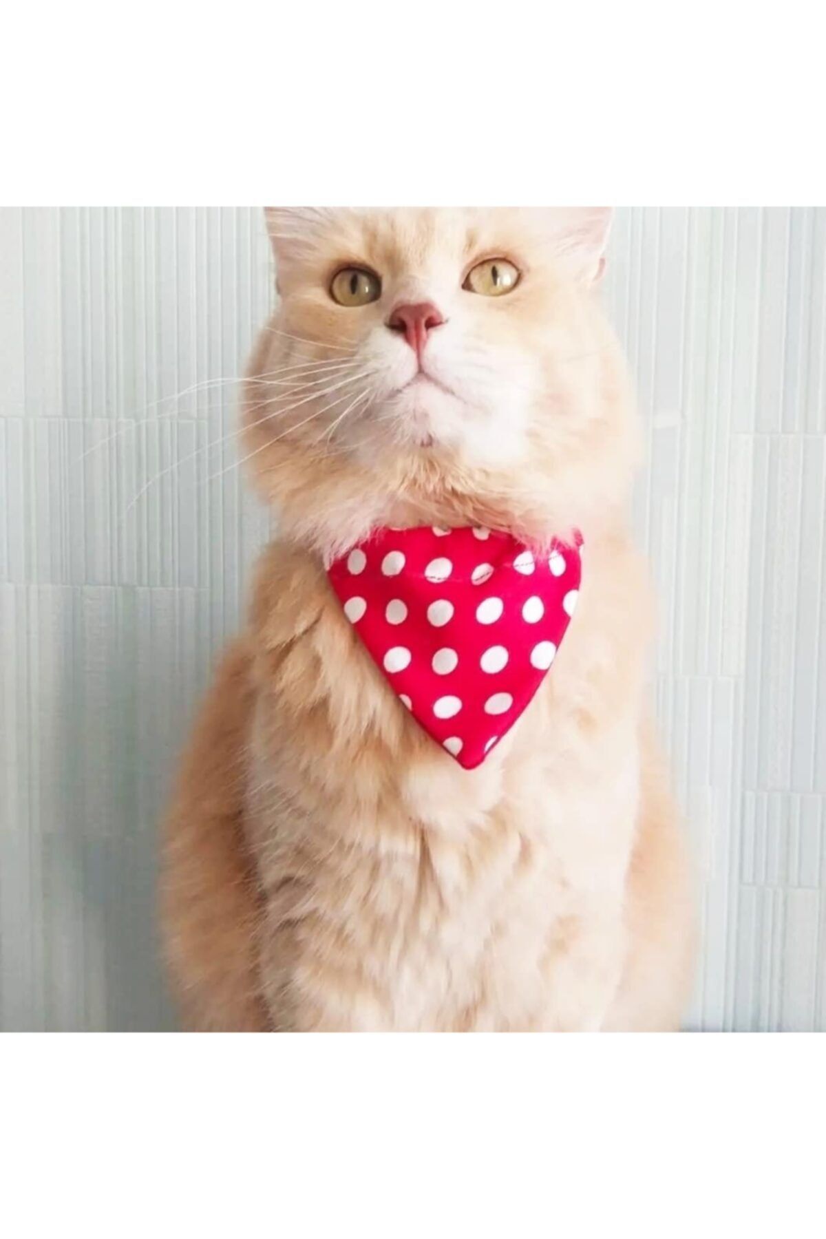 DECORTEX Kedi Boyun Tasması Fularlı Çıngıraklı Kırmızı