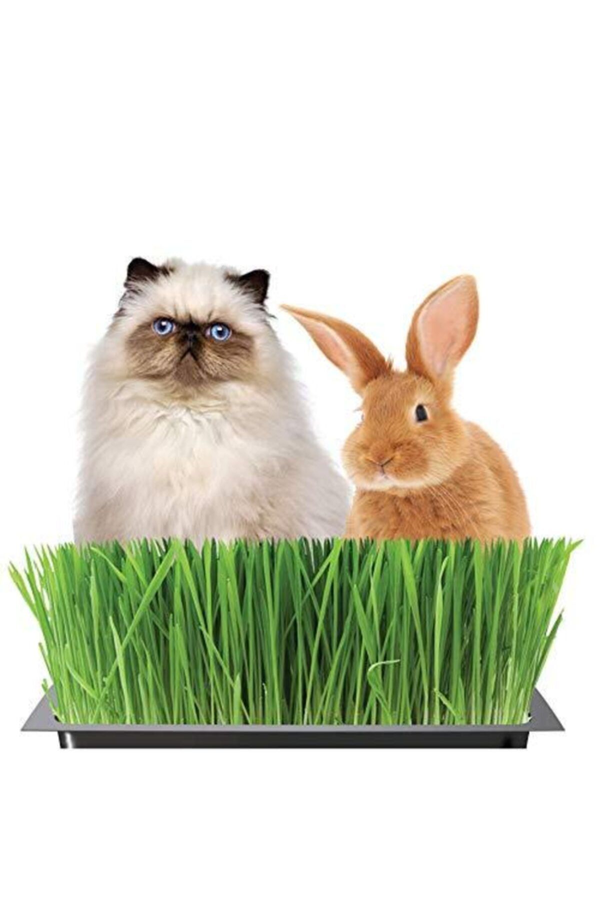 Happy Pet Tavşan Kemirgen Kedi Çimi Seti 100gr Ilaçsız Çim Ek Gıda Vitamin Mineral Buğday Yulaf Arpa Çimen