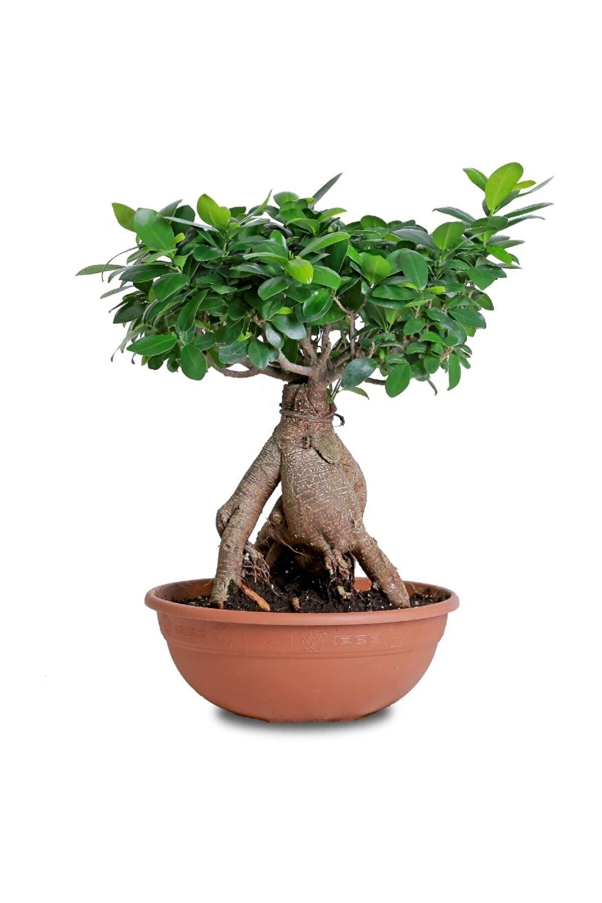 Yalova Fidan Market Bonsai Ficus Gignseng 30 Cm