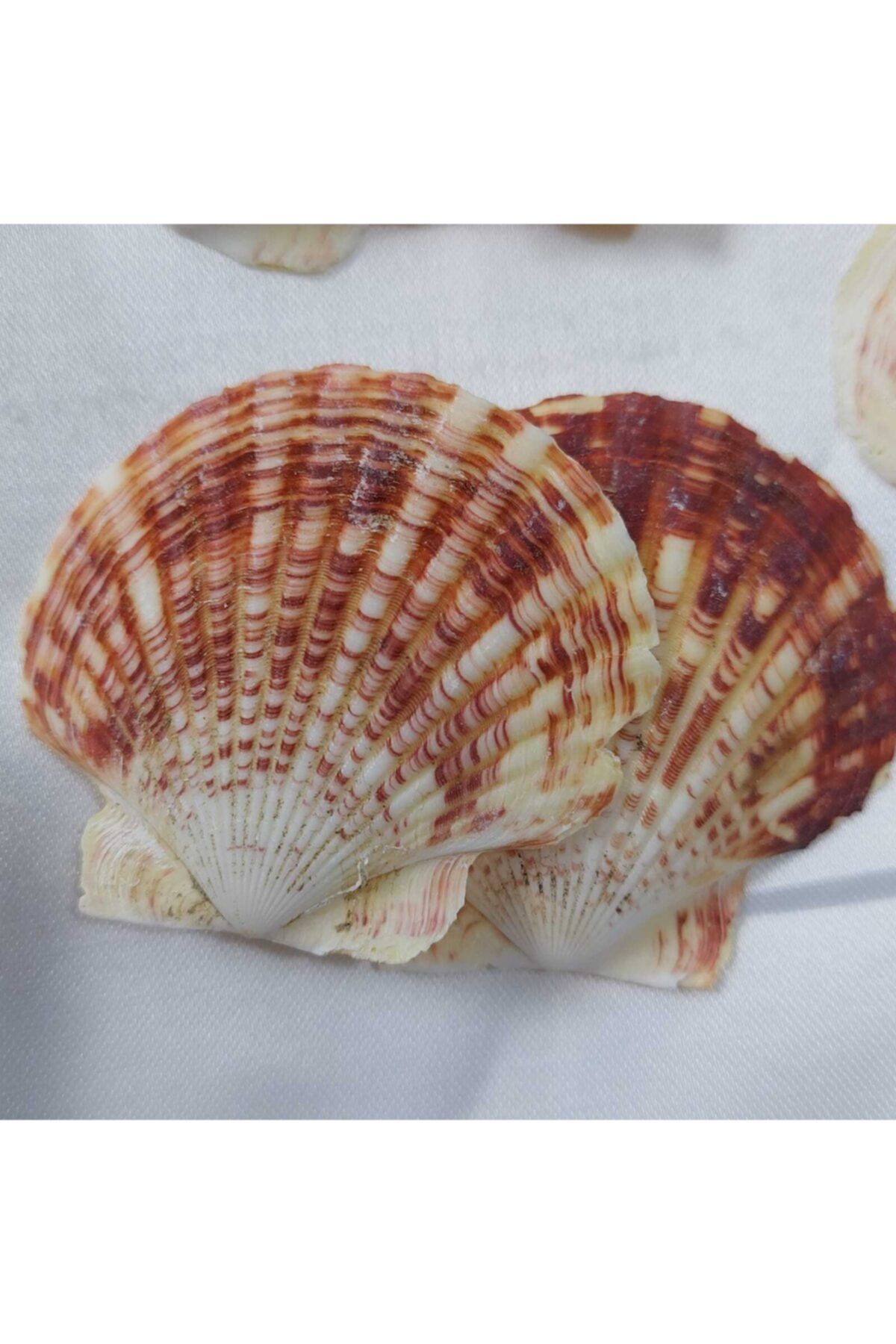 Aker Hediyelik Büyük Istiridye Deniz Kabuğu 25 Adet 5-8cm Mercan Rengi Teraryum Deniz Kabukları