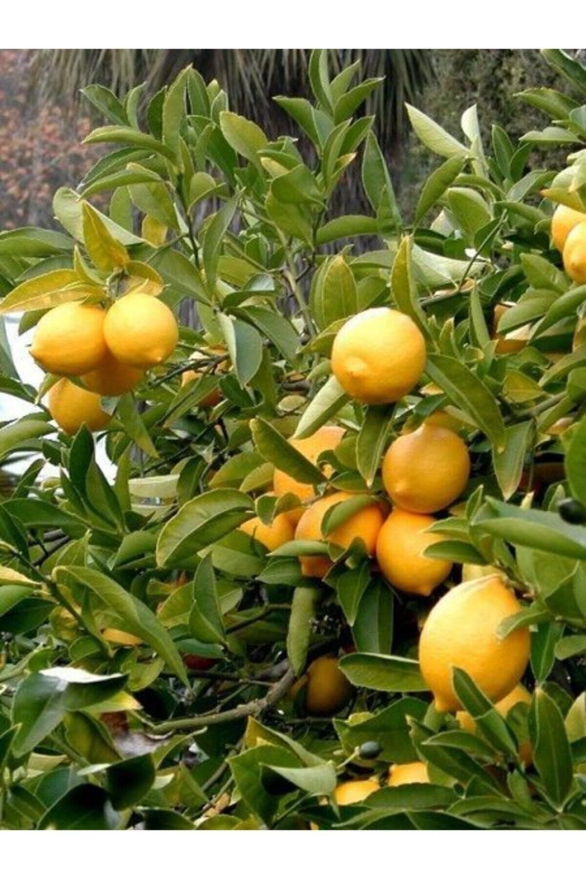Genel Markalar Tüplü Yediveren Limon Fidanı +2 Yaş Aşılı Saksı Yetiştiriciliğine Uygun (90-150 Cm)