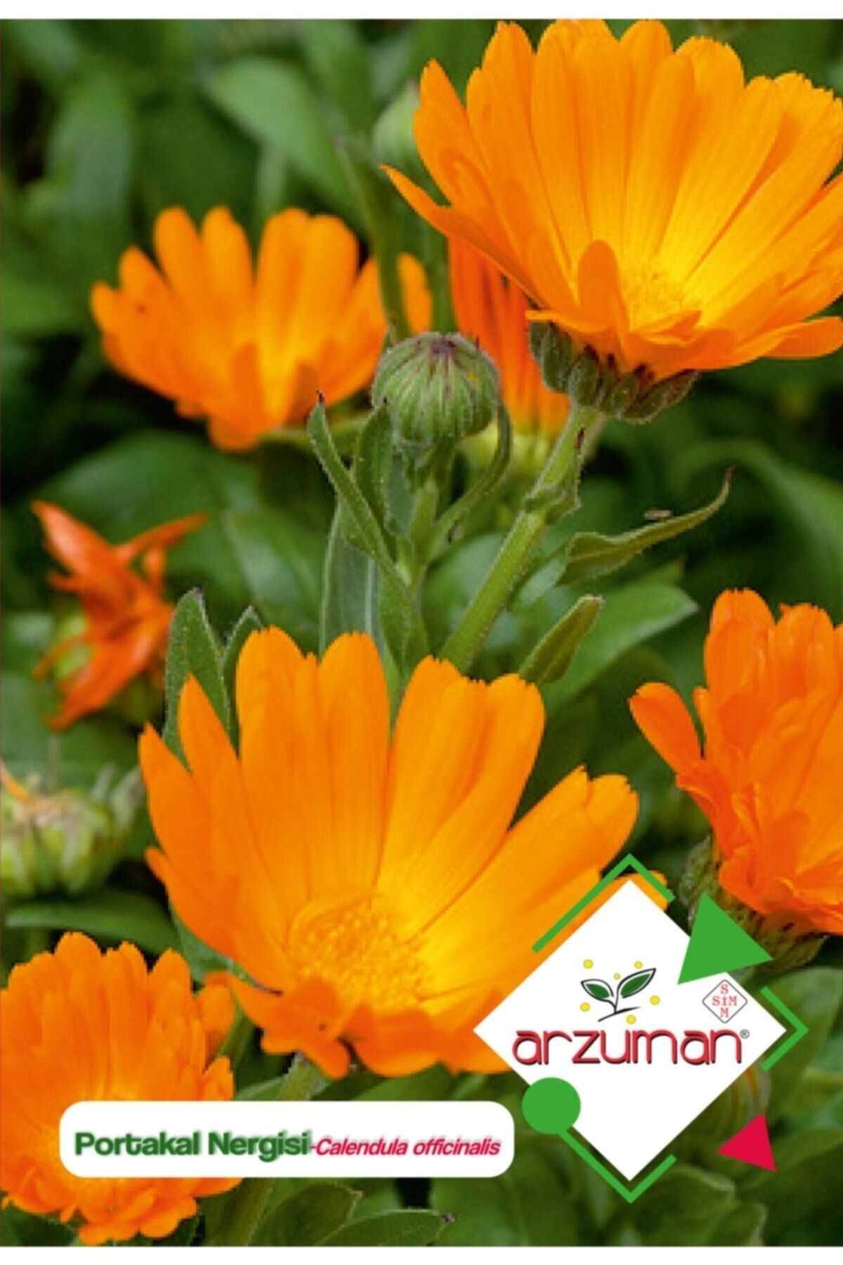 Arzuman Portakal Nergisi - Aynı Sefa (calendula Officinalis) Çiçek Tohumu 30 Adet