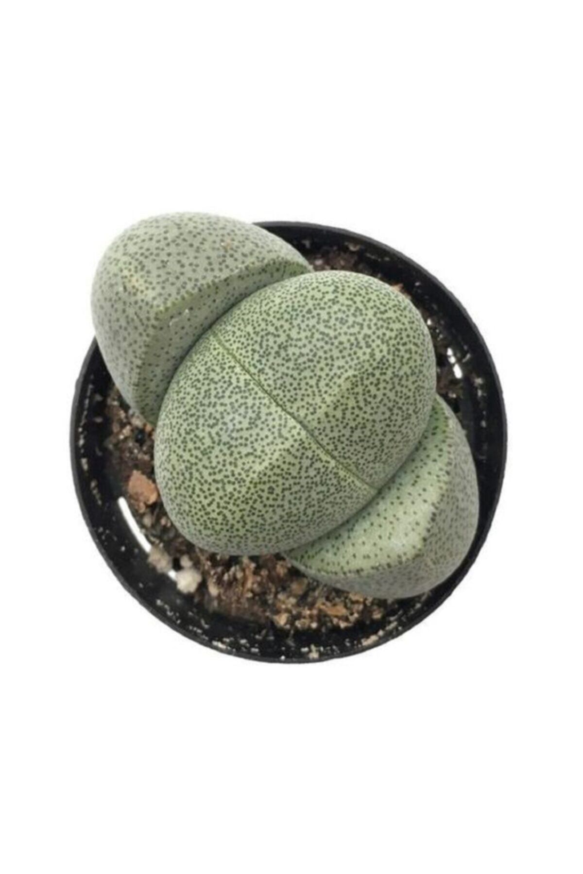 Berceste Peyzaj tasarım Taş Kaktüs Lithops Pleiospilos Nelii Cactus