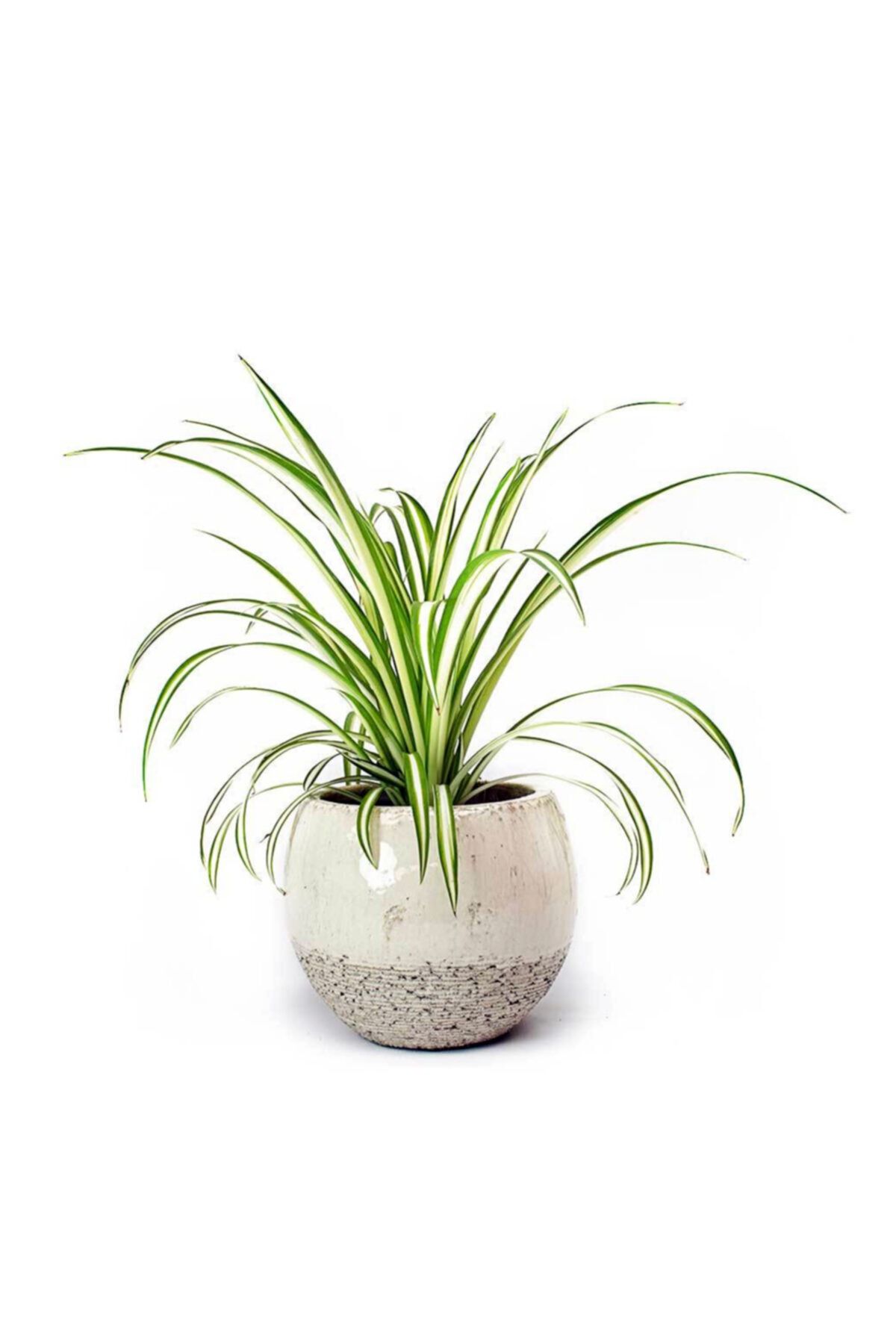Cemre Garden Chlorophytum Comosum - Kurdele Çiçeği - Ev Ofis Salon Iç Mekan Bitkisi - 30 Cm