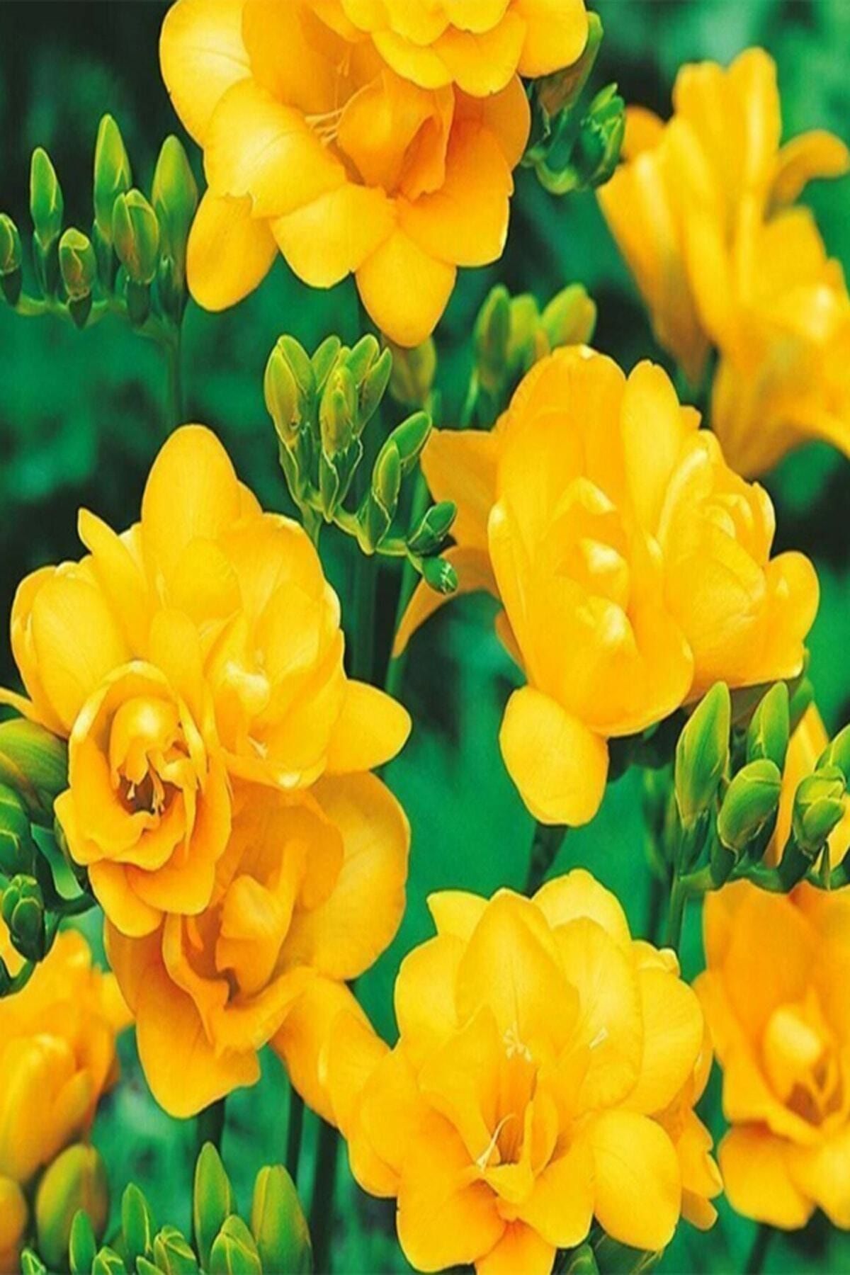 SARI TARIM 10 Adet Sarı Frezya Çiçeği Soğanı Mis Kokulu Katmerli