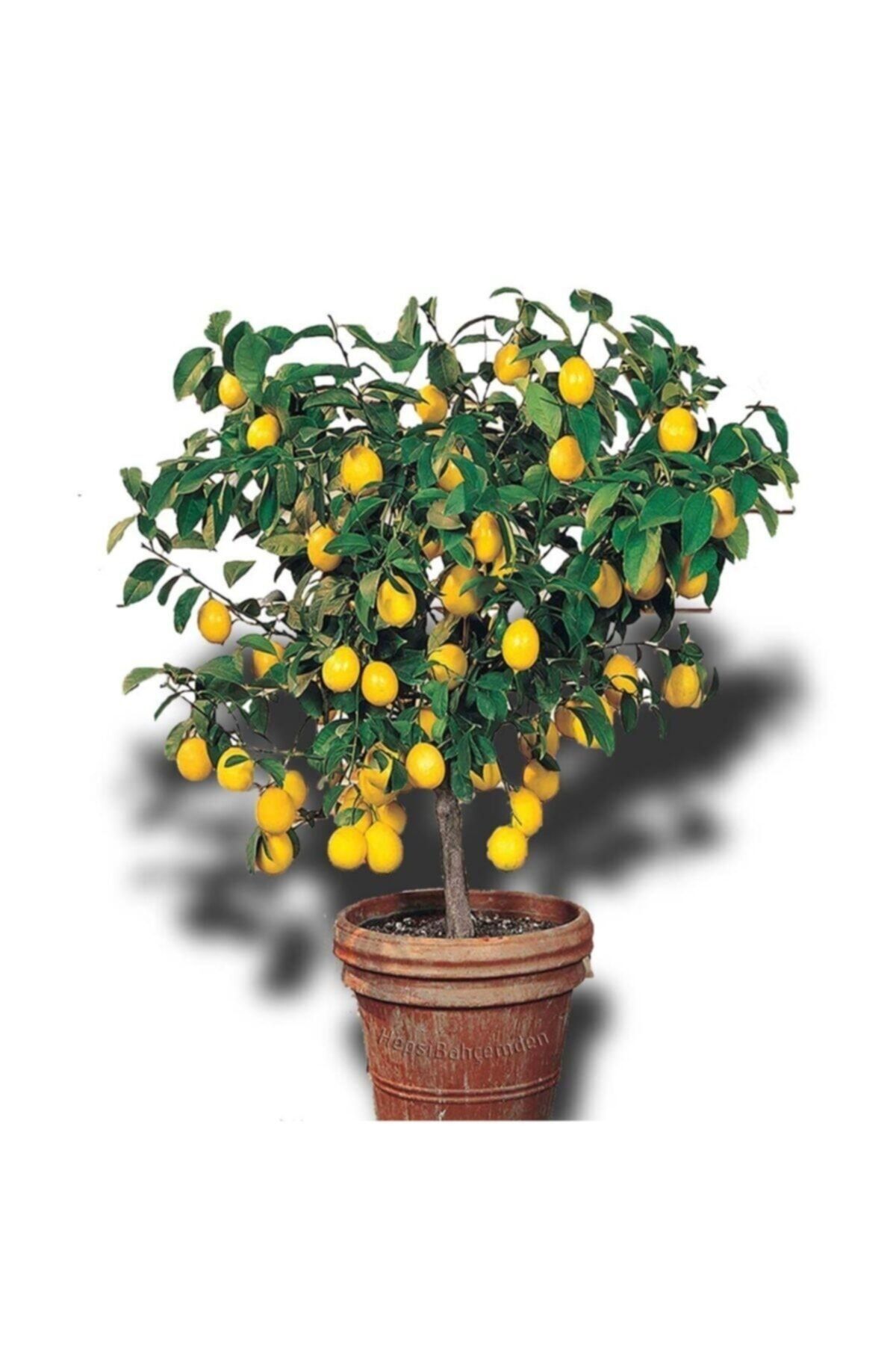 Genel Markalar Limon Ağacı Fidanı Saksılı Bodur Yediveren Mayer