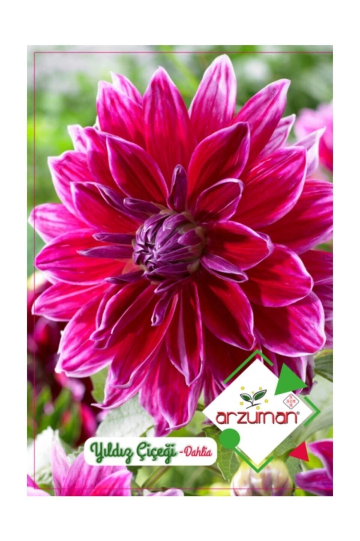 Arzuman Yıldız Çiçeği Tohumu 30 Adet