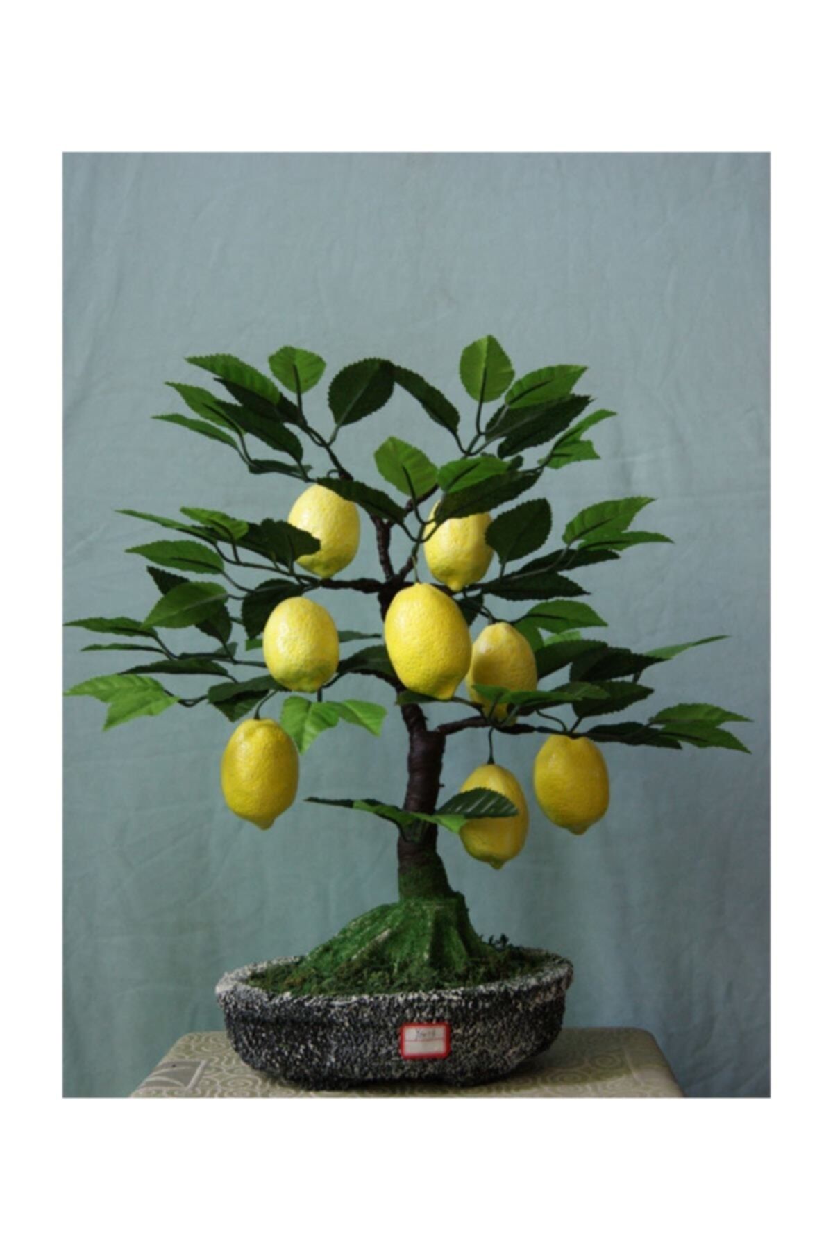 Çam Tohumculuk Bodur Hin Limonu Bonzai Ağacı Tohumu 5 Adet Bonsai Ağacı Tohumu