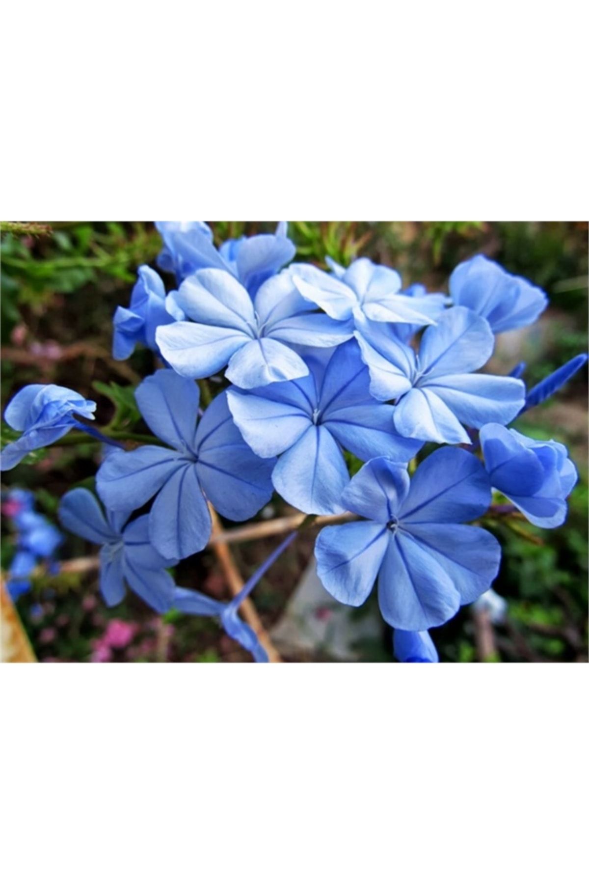 1001fidan Plumbago Blue Jasmine Mavi Yasemin Fidesi 10-30 Cm