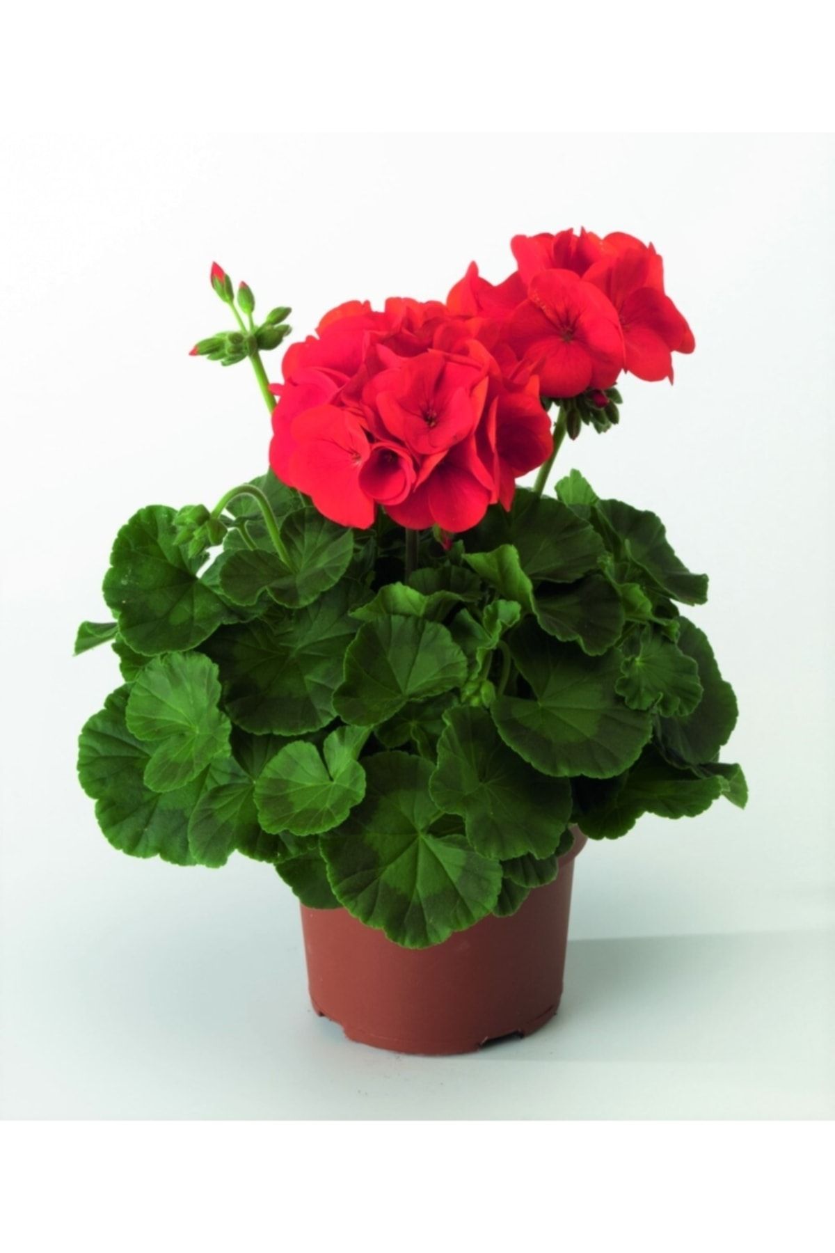 Aysima Çiçekevi Sardunya Çiçeği (kırmızı Renk) Kalın Yapraklı Cins 1.kalite Büyük Boy Saksıda