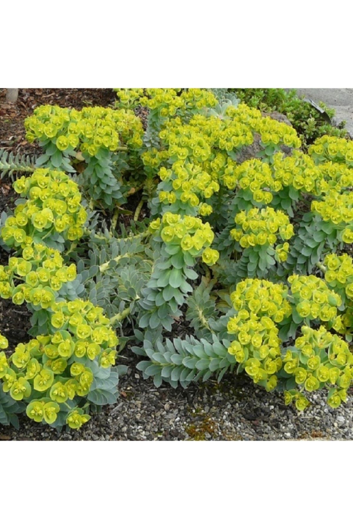 Bitki Dizayn Yayılıcı Mersin Sütleğeni Çiçeği Euphorbia Myrsinites
