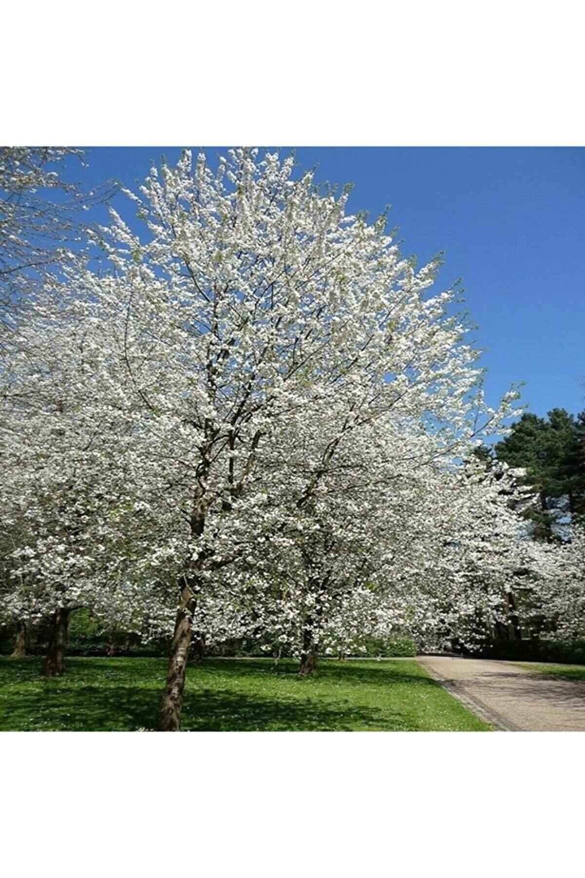 DH STORE Şans Ağacı Japon Çiçeği Kar Beyaz