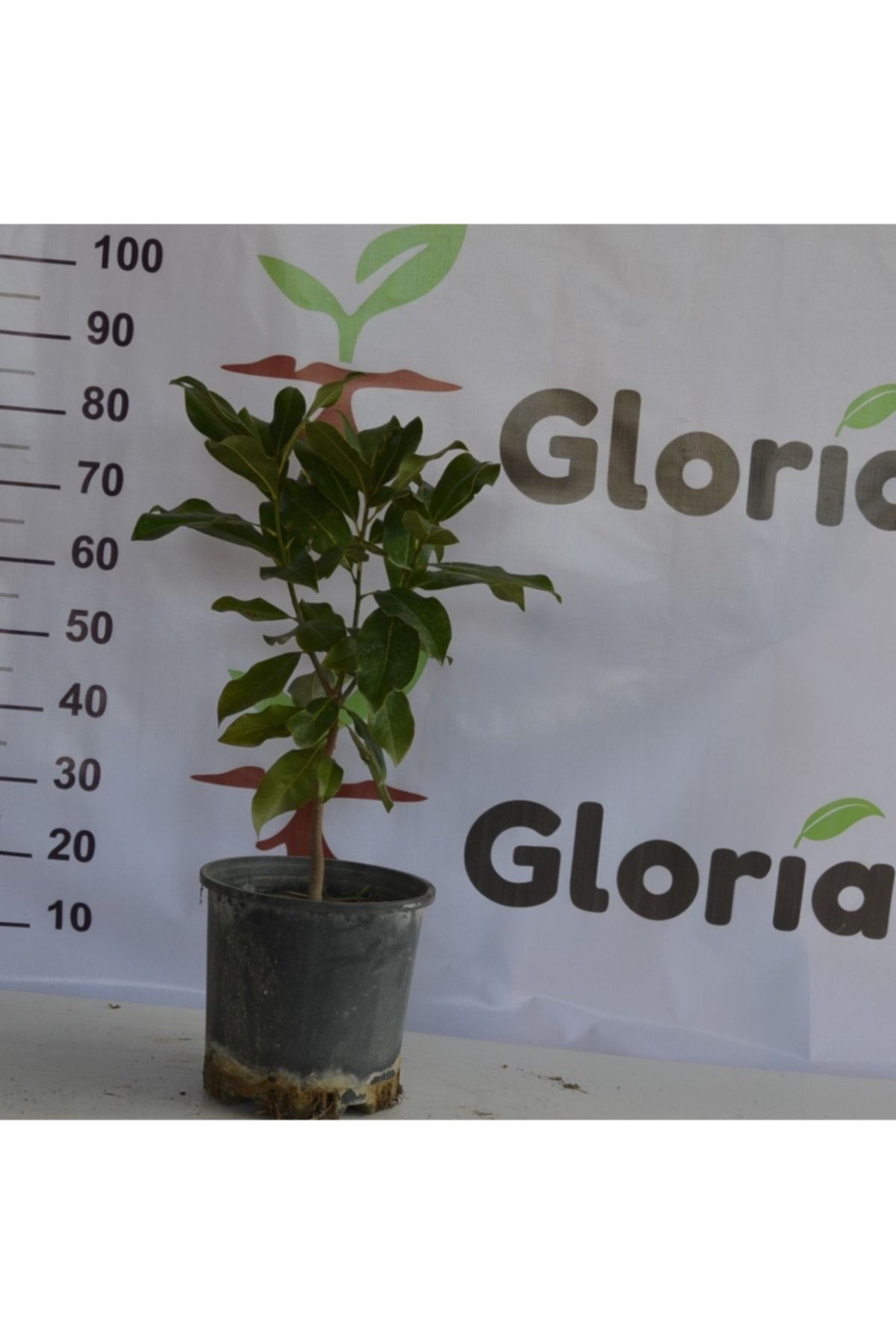 Gloria 3 Yaş 12 Lt Saksıda Manolya Çiçeği Fidanı Boy 70-90 Cm