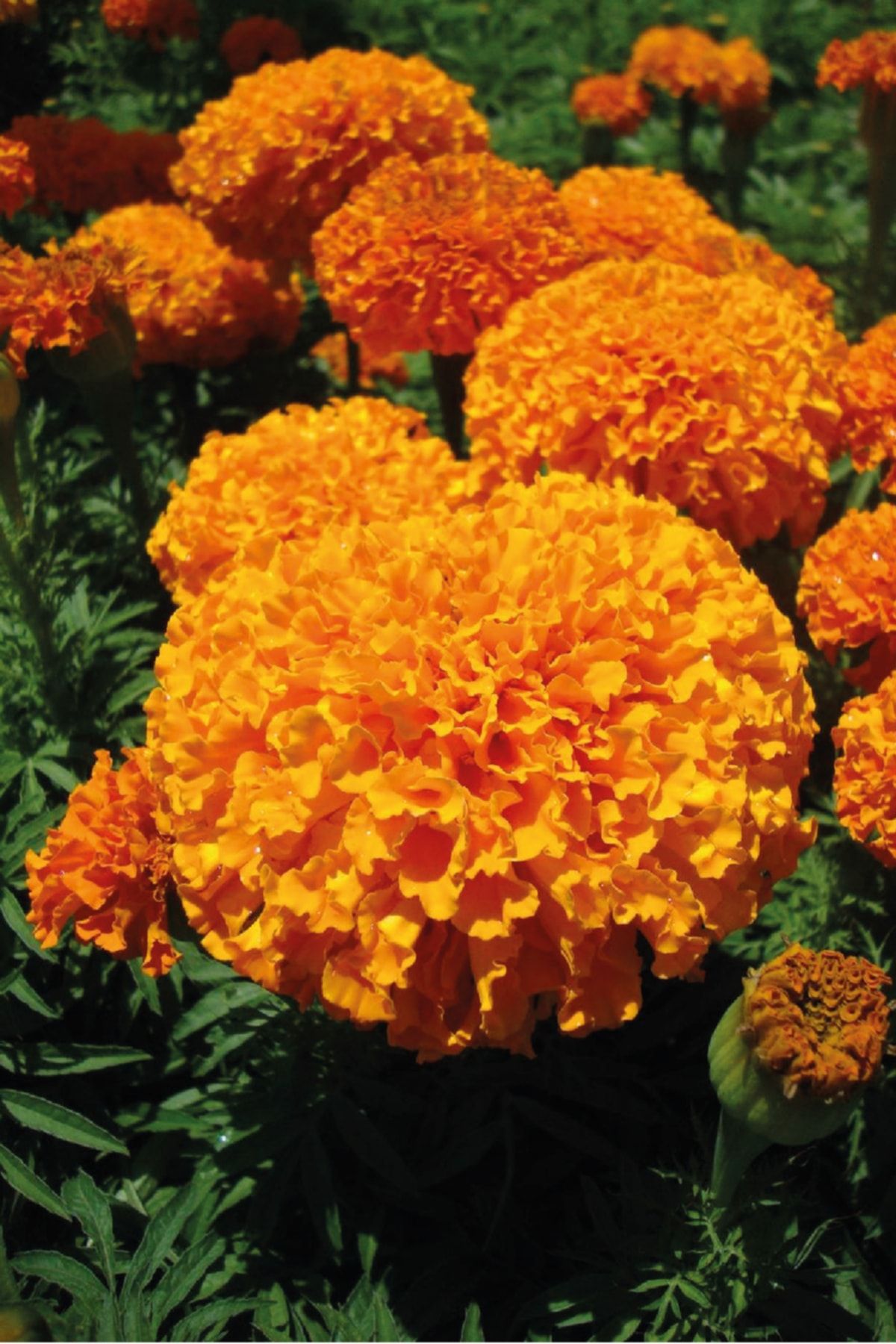 Gardina Kadife Çiçeği Fidesi Orange 10 Adet ( Tagates )