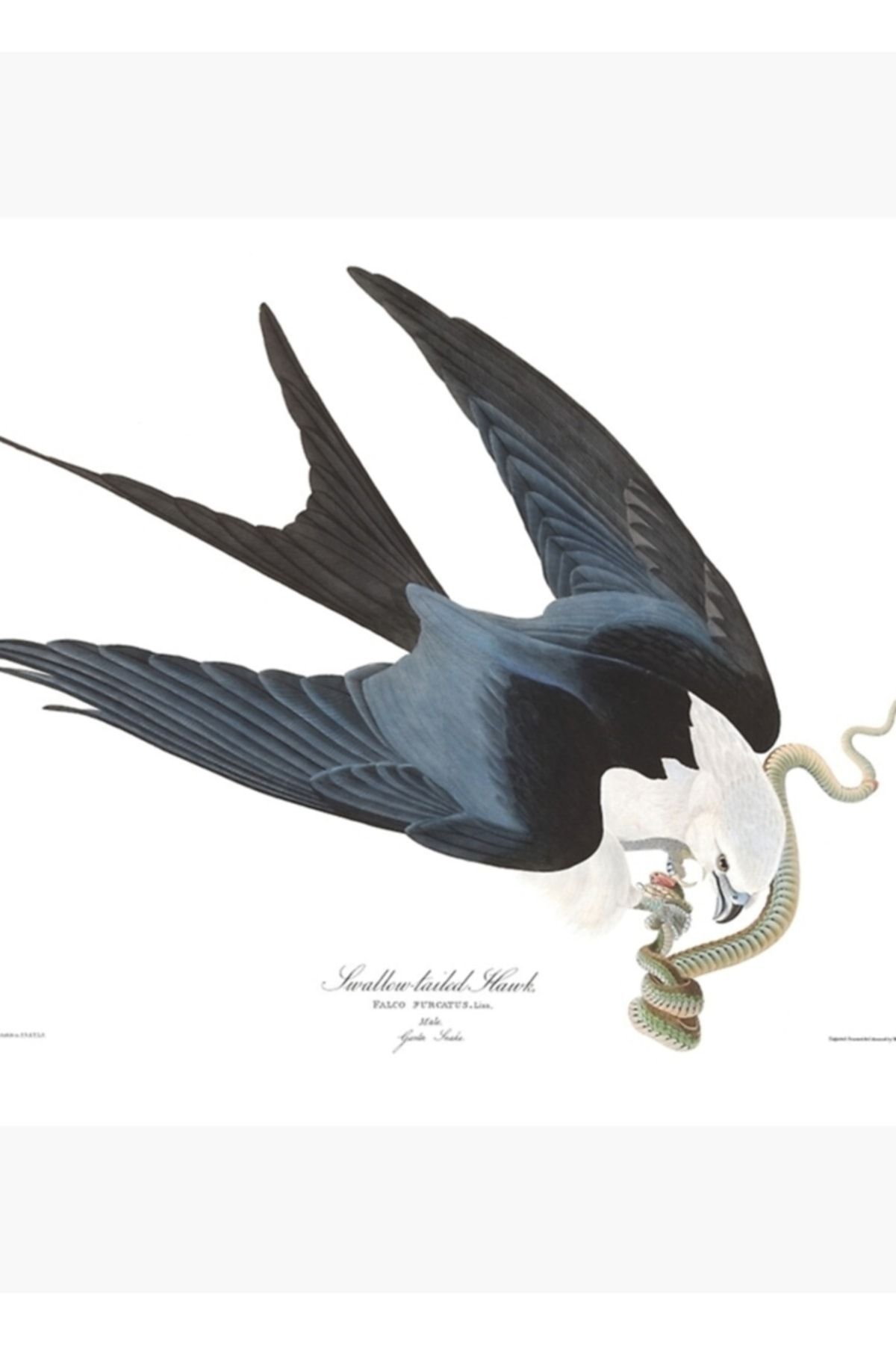 Universal Kırlangıç Kuyruklu Uçurtma - John James Audubon Tablo Ahşap Poster Dekoratif