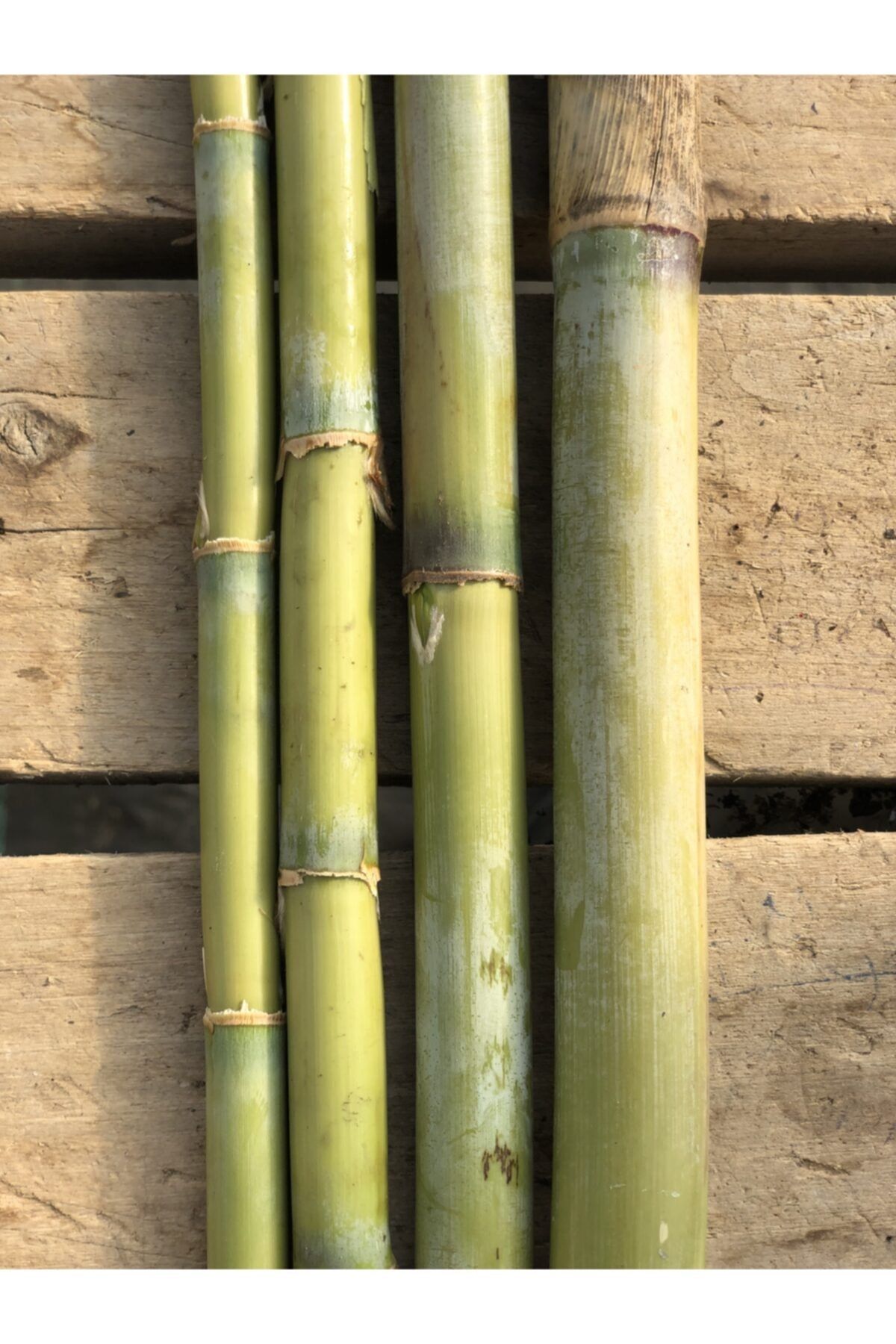 FİDAN PAZARI Bambu Bitki Destek Çubuğu 10 Adet 120 cm