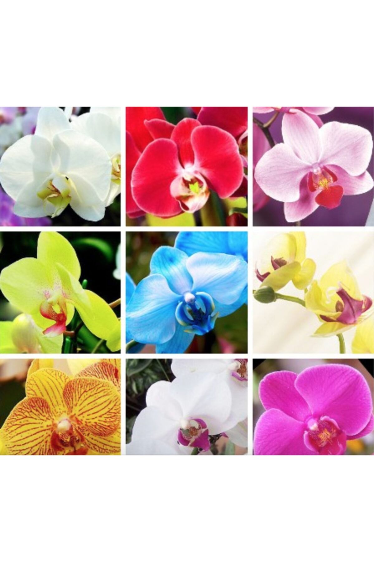 Tohum Dünyam 9 Çeşit Karışık Renk Orkide Tohumu 25+ Tohum