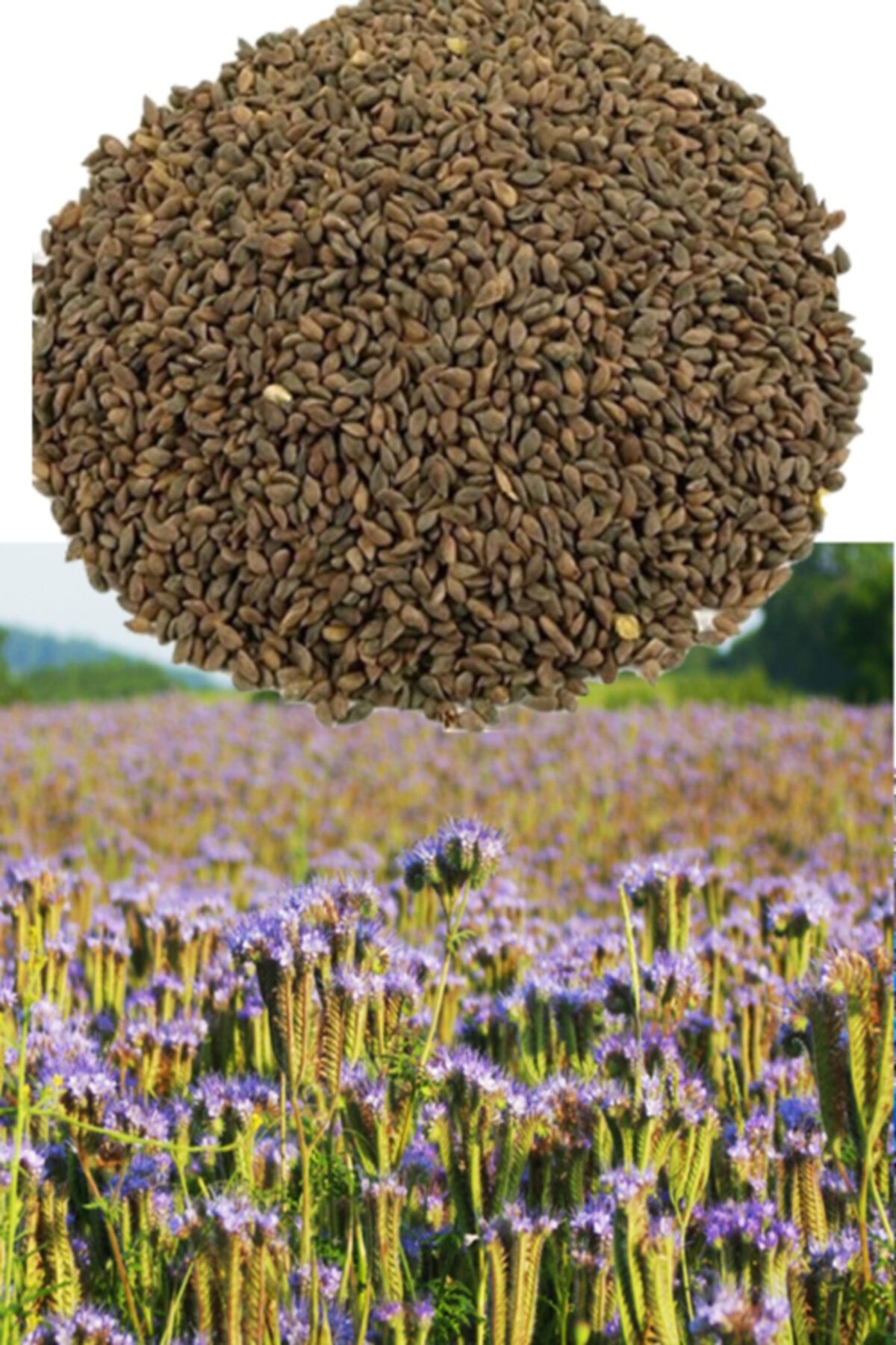 Avrasya Arıcılık Faselya (arı Otu Tohumu) 1 kg