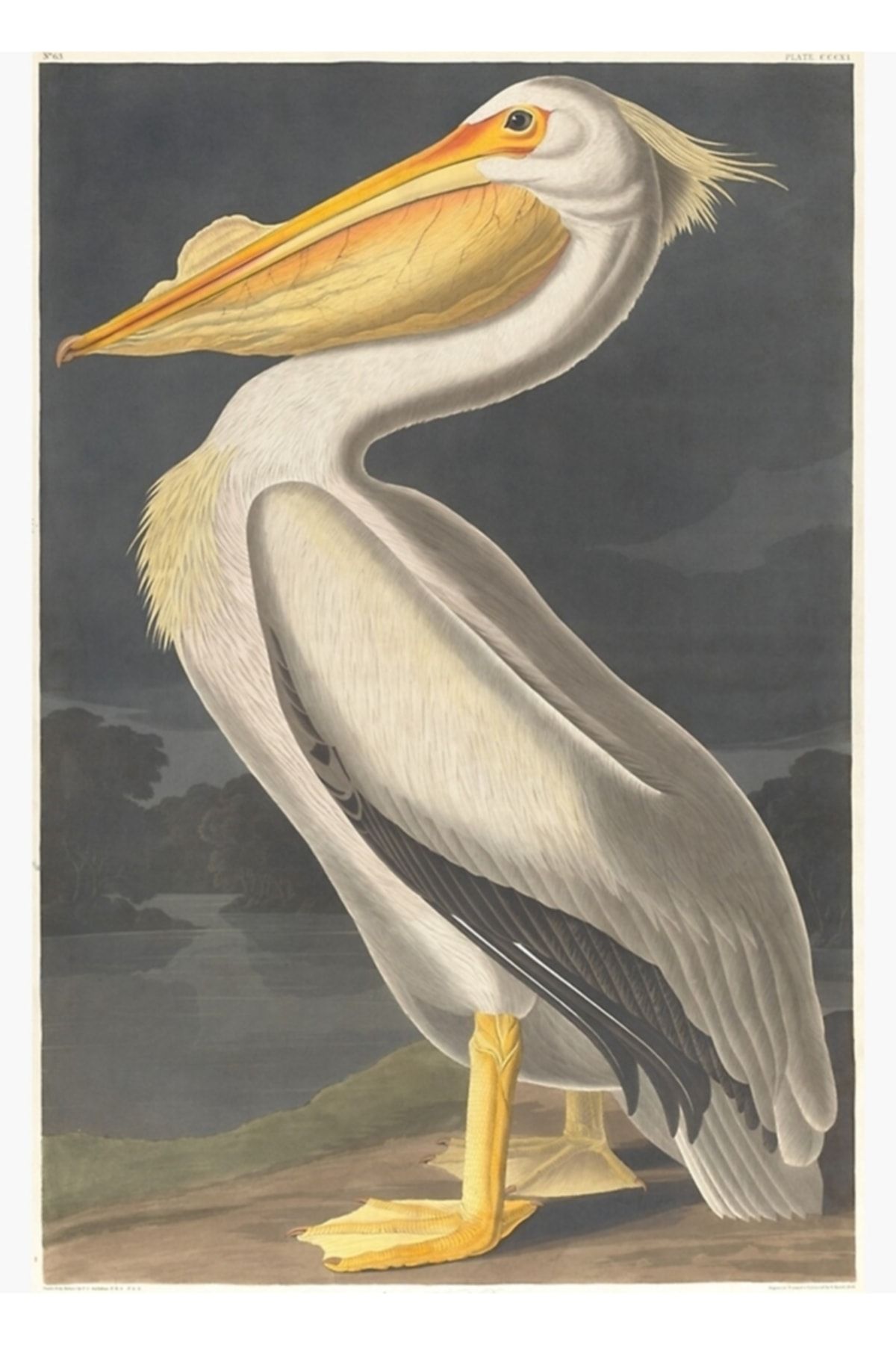 Universal Beyaz Pelikan Vintage Çizimi 1836 Tablo Ahşap Poster Dekoratif