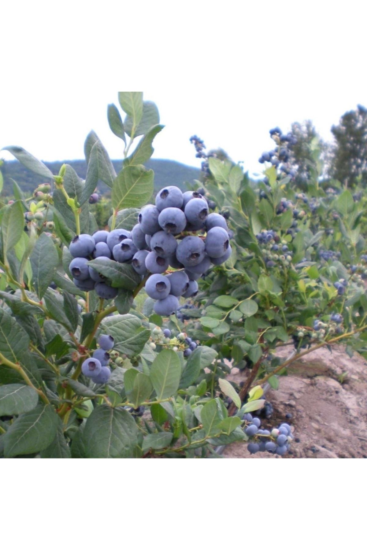 GojiberryTürkiye Gojiberry Turkiye Yaban Mersini Fidanı Mavi Yemiş Blueberry 2 Yaş 30-40 Cm