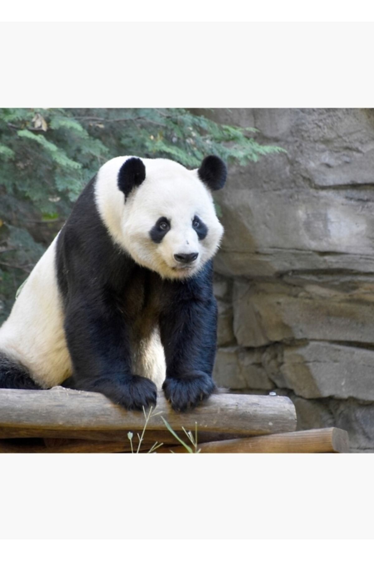 Universal Atlanta Hayvanat Bahçesinde Dev Panda Yang Yang Tablo Ahşap Poster Dekoratif