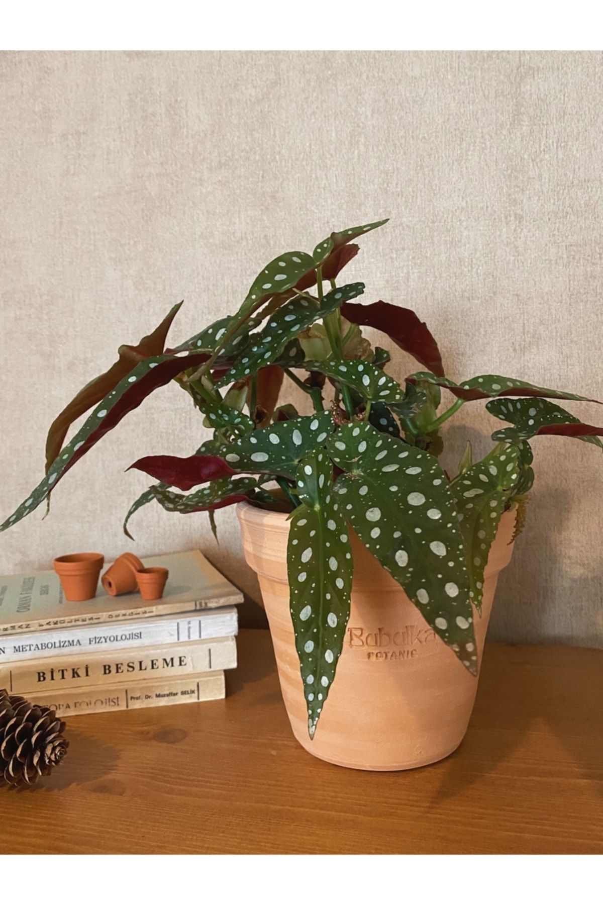 Bubulka Botanic Begonia Maculata / Çilli Begonya